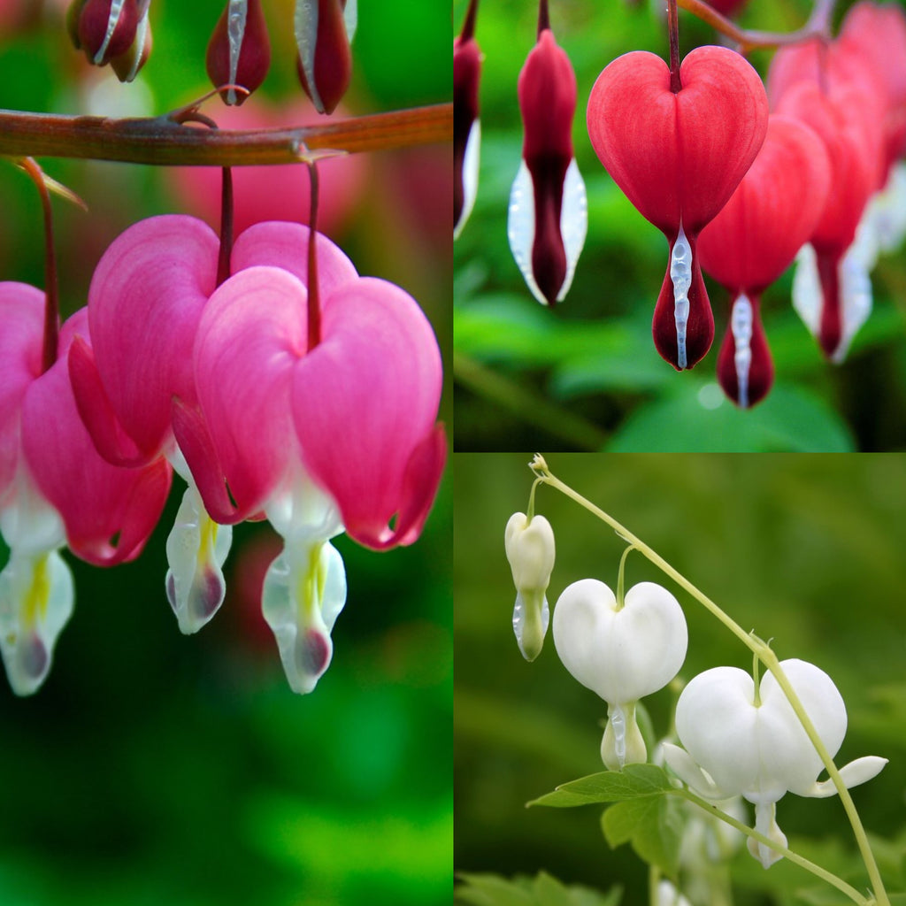 10 x Mixed Dicentra spectabilis Valentine, Alba & Red Bleeding Heart hardy seeds