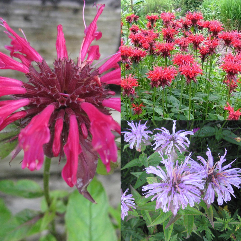 20 x Mixed Monarda didyma Bergamot Bee Balm hardy seeds