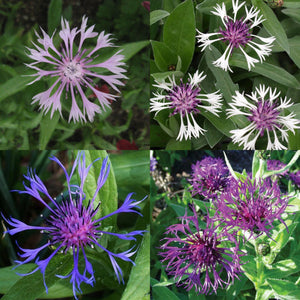 30 x Mixed Centaurea Montana Mountain Cornflower hardy perennial seeds