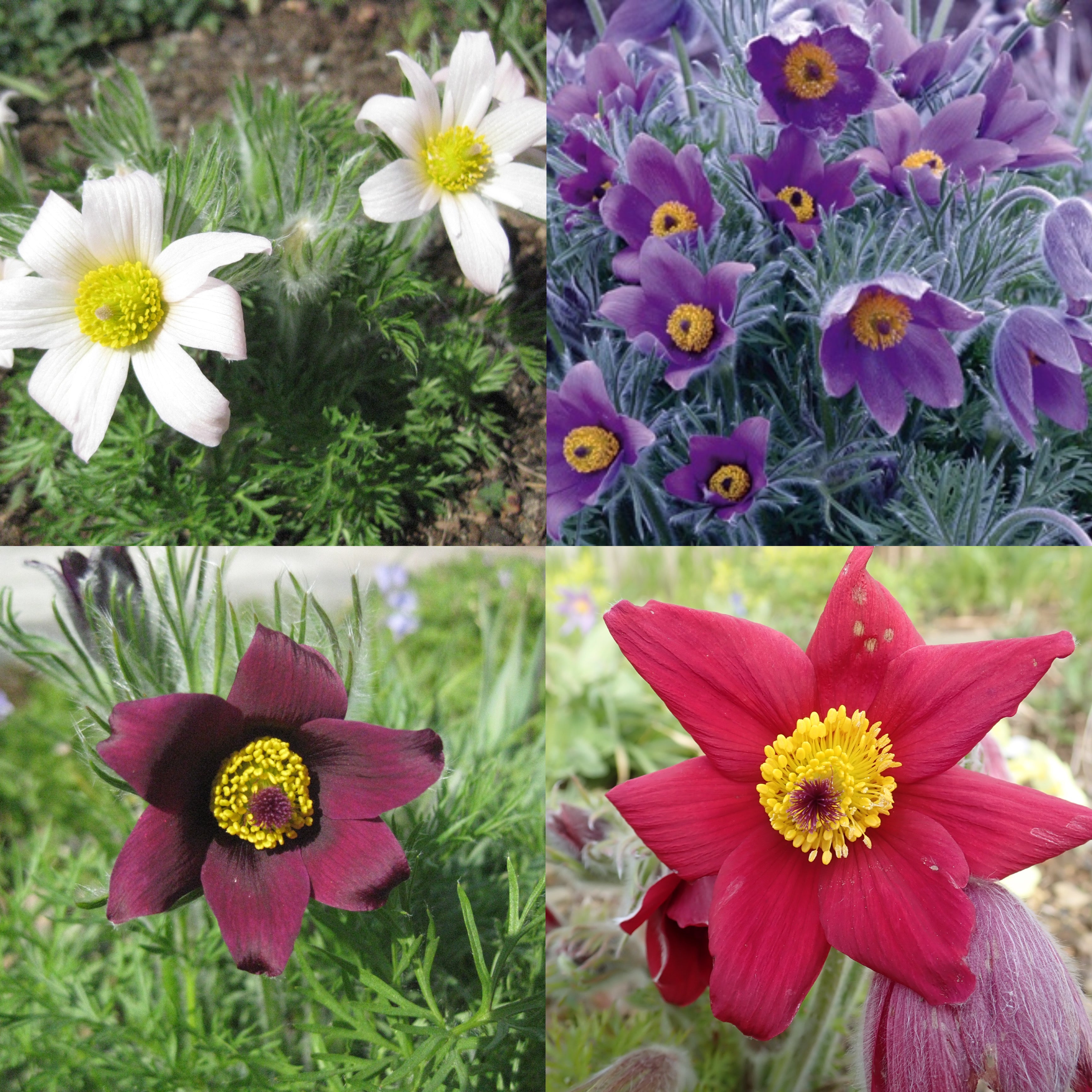 50 x Mixed Ruby, Red, Pink & Purple Anemone Pulsatilla Vulgaris perennial seeds