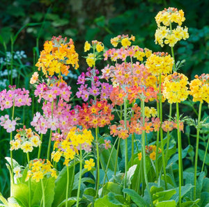 50 x Primula Candelabra Mix (Candelabra Primrose) hardy perennial seeds