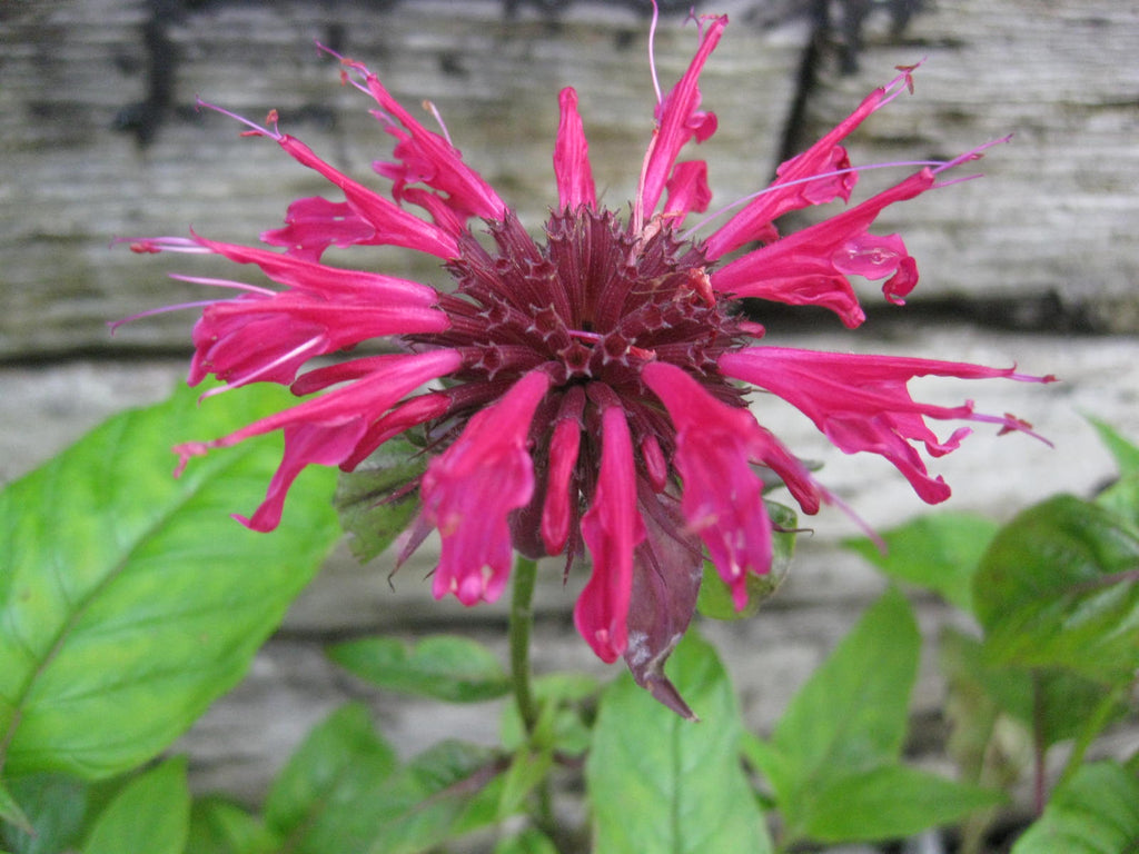 20 x Crimson Monarda didyma 'Mahogany' Bergamot Bee Balm hardy seeds