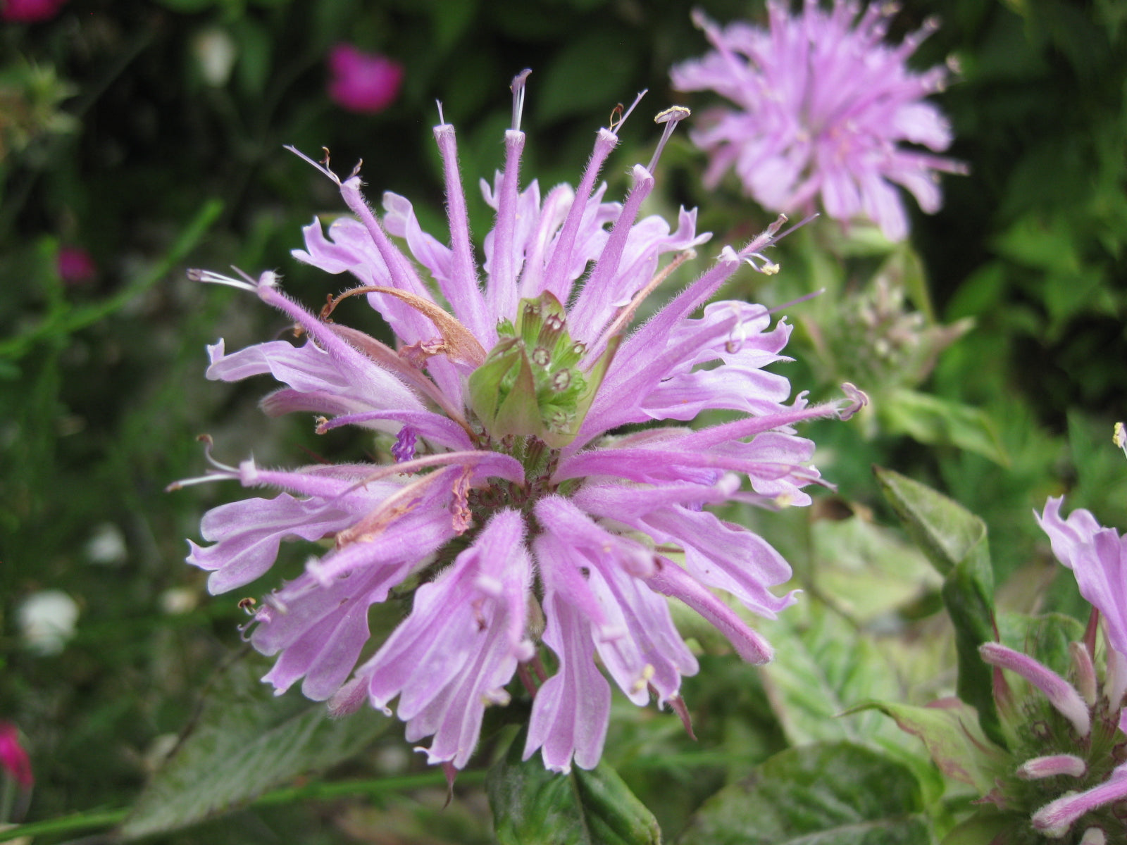 20 x Lilac Monarda didyma 'Sagittarius' Bergamot Bee Balm hardy seeds