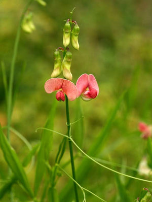 15 x The Wood Pea (Lathyrus Sylvestris) hardy rare wildflower perennial seeds