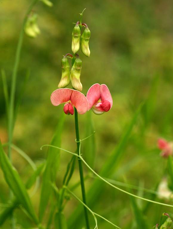 3 x The Wood Pea (Lathyrus Sylvestris) hardy rare wildflower perennial seedlings