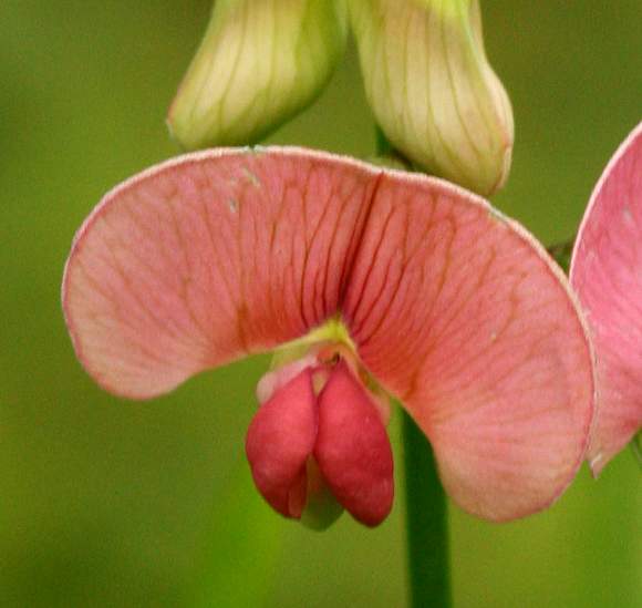 3 x The Wood Pea (Lathyrus Sylvestris) hardy rare wildflower perennial seedlings