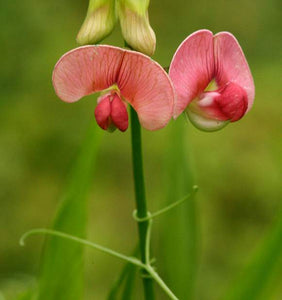 15 x The Wood Pea (Lathyrus Sylvestris) hardy rare wildflower perennial seeds