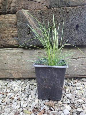 3 x Tufted Hair (Deschampsia cespitosa) evergreen ornamental young grass