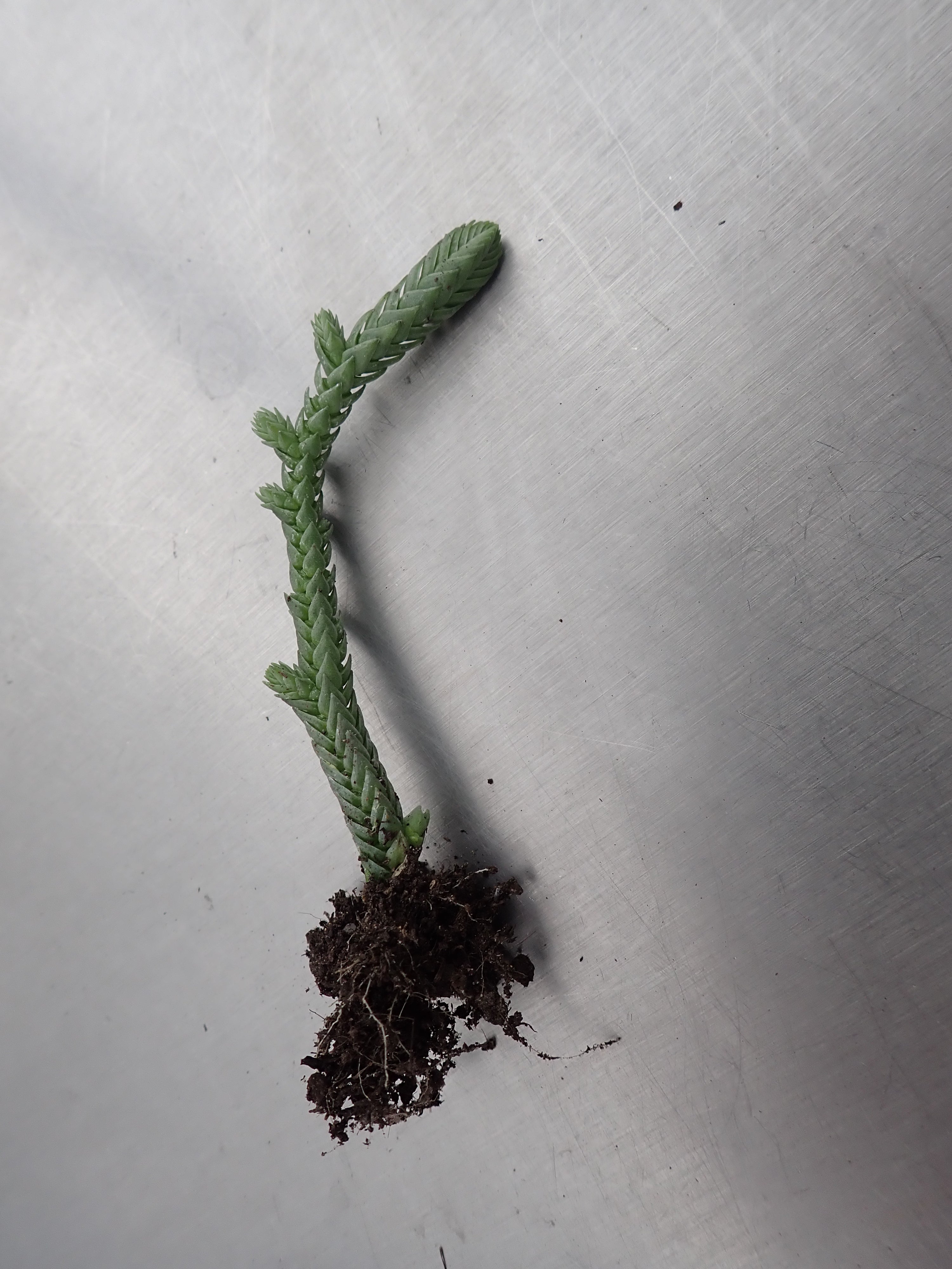 3 x Crassula muscosa var. monstruosal bare rooted 'Watch Chain' young plants