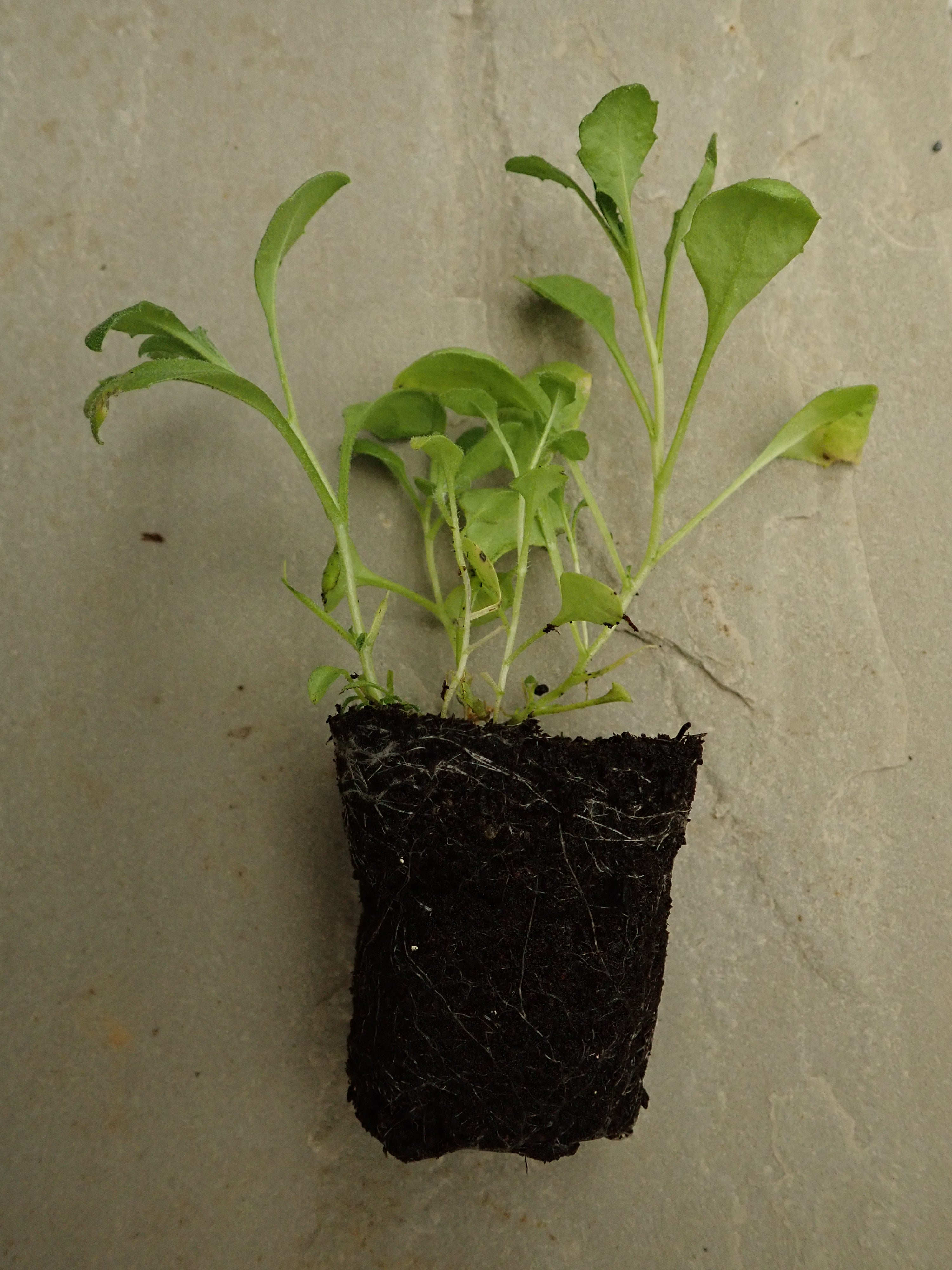 3 x Lilac Aubretia Flowered hardy perennial bare root XL plug plants