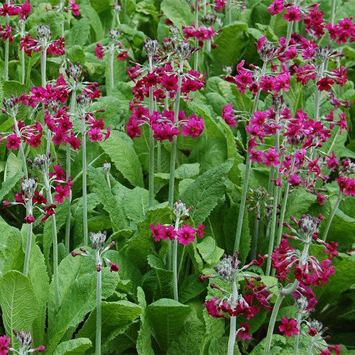 50 x Primula Pulverulenta (Candelabra Primrose) hardy perennial seeds