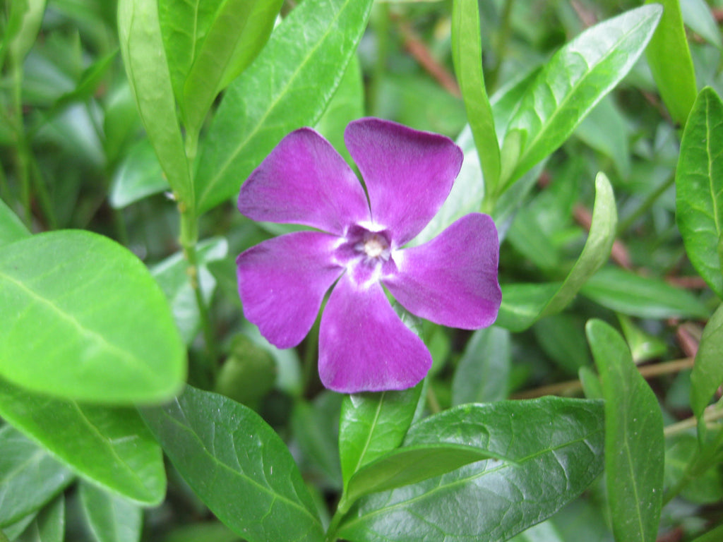 10 x Vinca Minor Dark Purple Periwinkle (Atropurpurea) bare root offsets