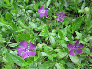 10 x Vinca Minor Dark Purple Periwinkle (Atropurpurea) bare root offsets