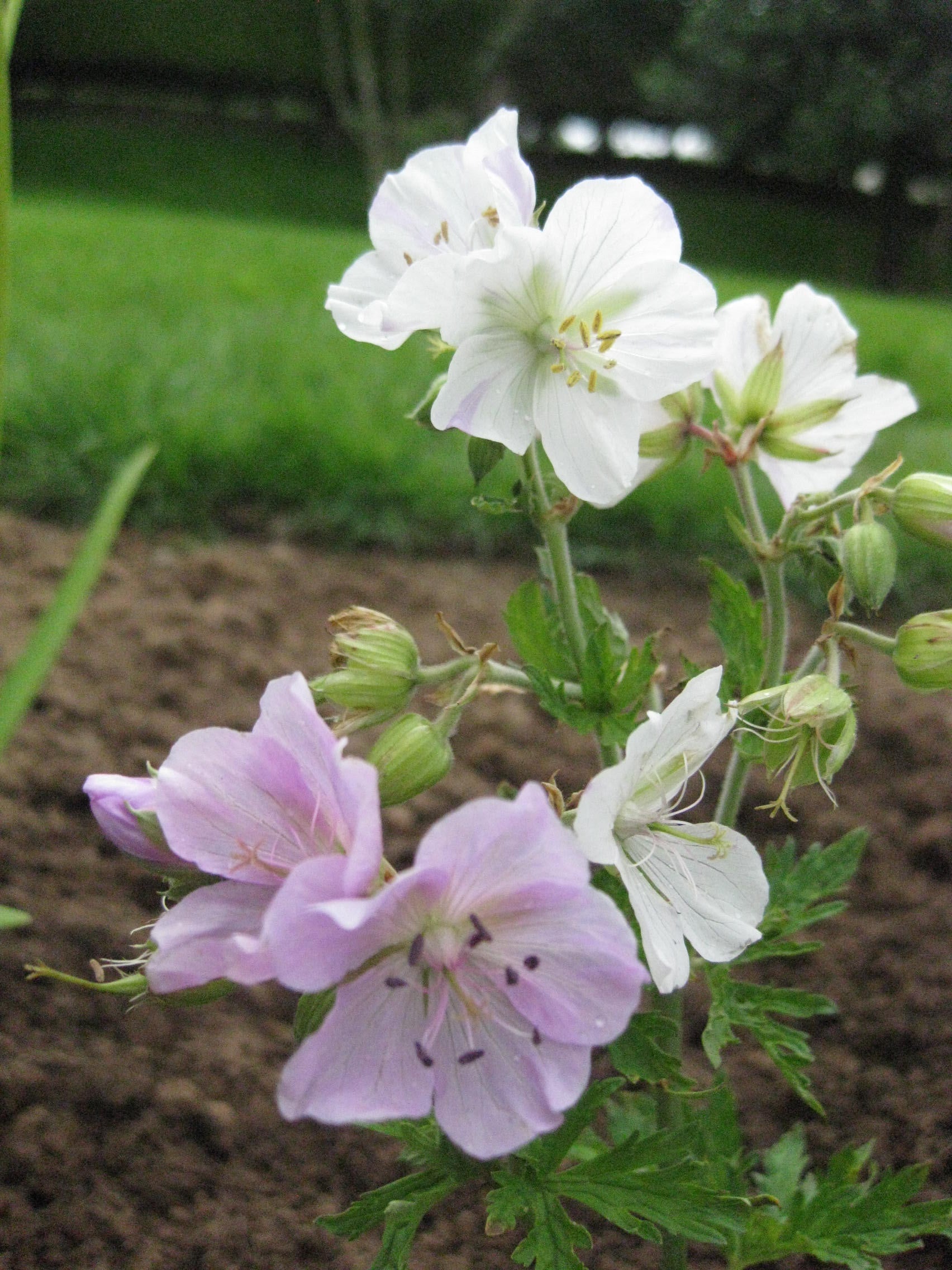 12 x 'Pink Splash' Geranium Pratense Striatum Hardy Cranesbill seeds ...