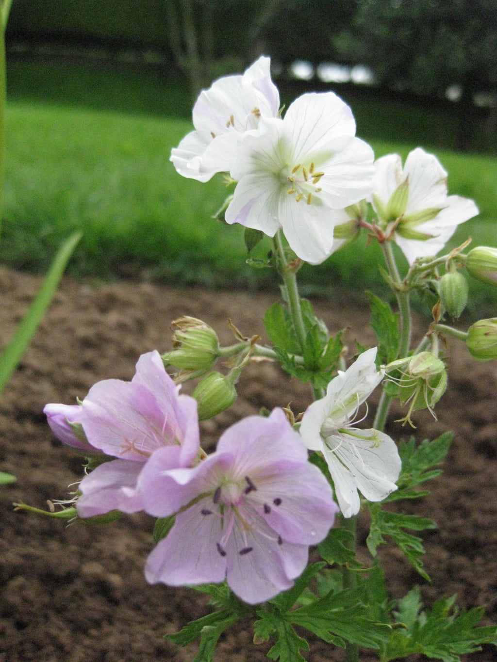 12 x 'Pink Splash' Geranium Pratense Striatum Hardy Cranesbill seeds