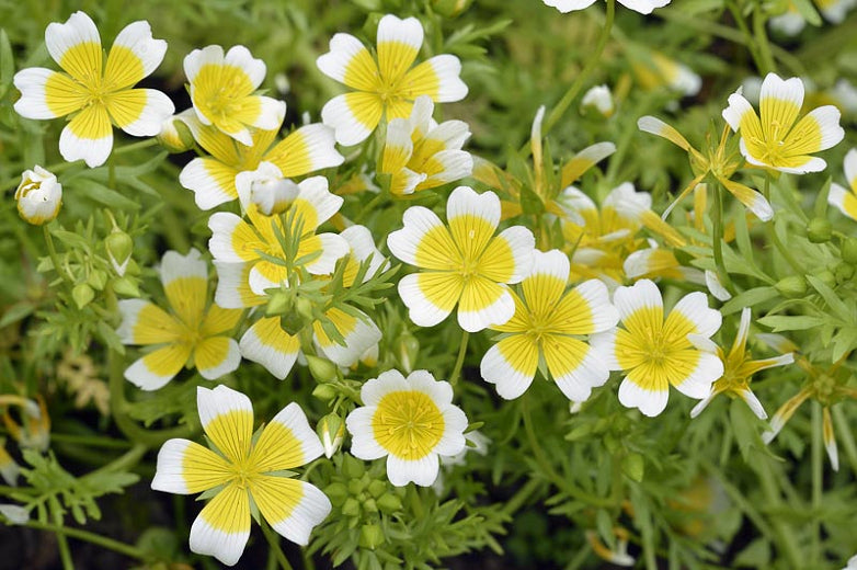 100 x Poached Egg Plant Meadow Foam (Limnanthes Douglasii) hardy annual seeds