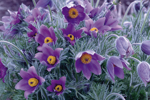 50 x Lilac Purple Anemone Pulsatilla Vulgaris hardy perennial seeds