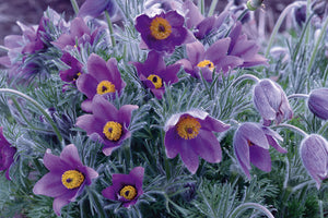 50 x Lilac Purple Anemone Pulsatilla Vulgaris hardy perennial seeds