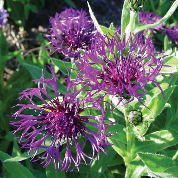 30 x Centaurea Montana 'Amethyst Dream' Mountain Cornflower hardy perennial seeds