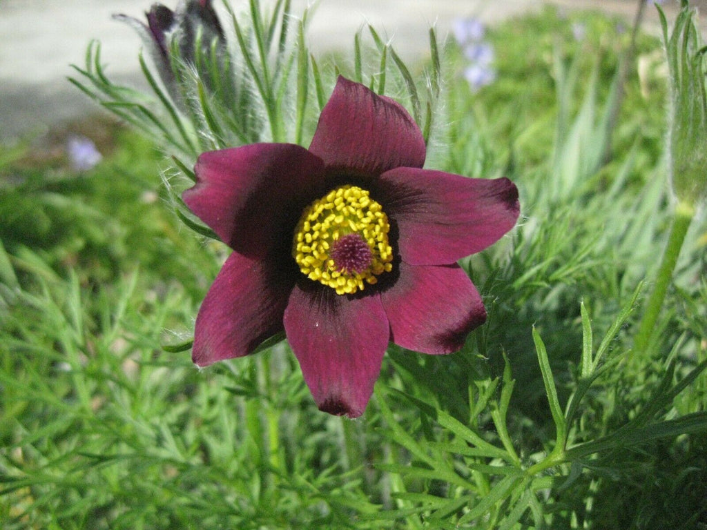 50 x Red Bells Anemone Pulsatilla Vulgaris seeds Spring Hardy Perennial