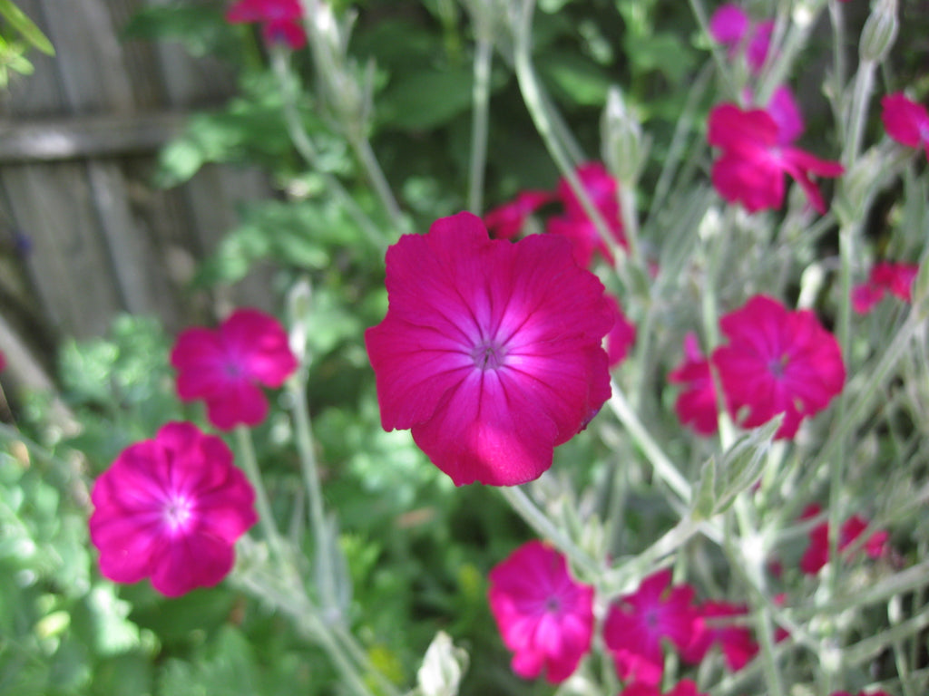 3 x Rose Campion (Lychnis Coronaria) bare root perennial seedlings