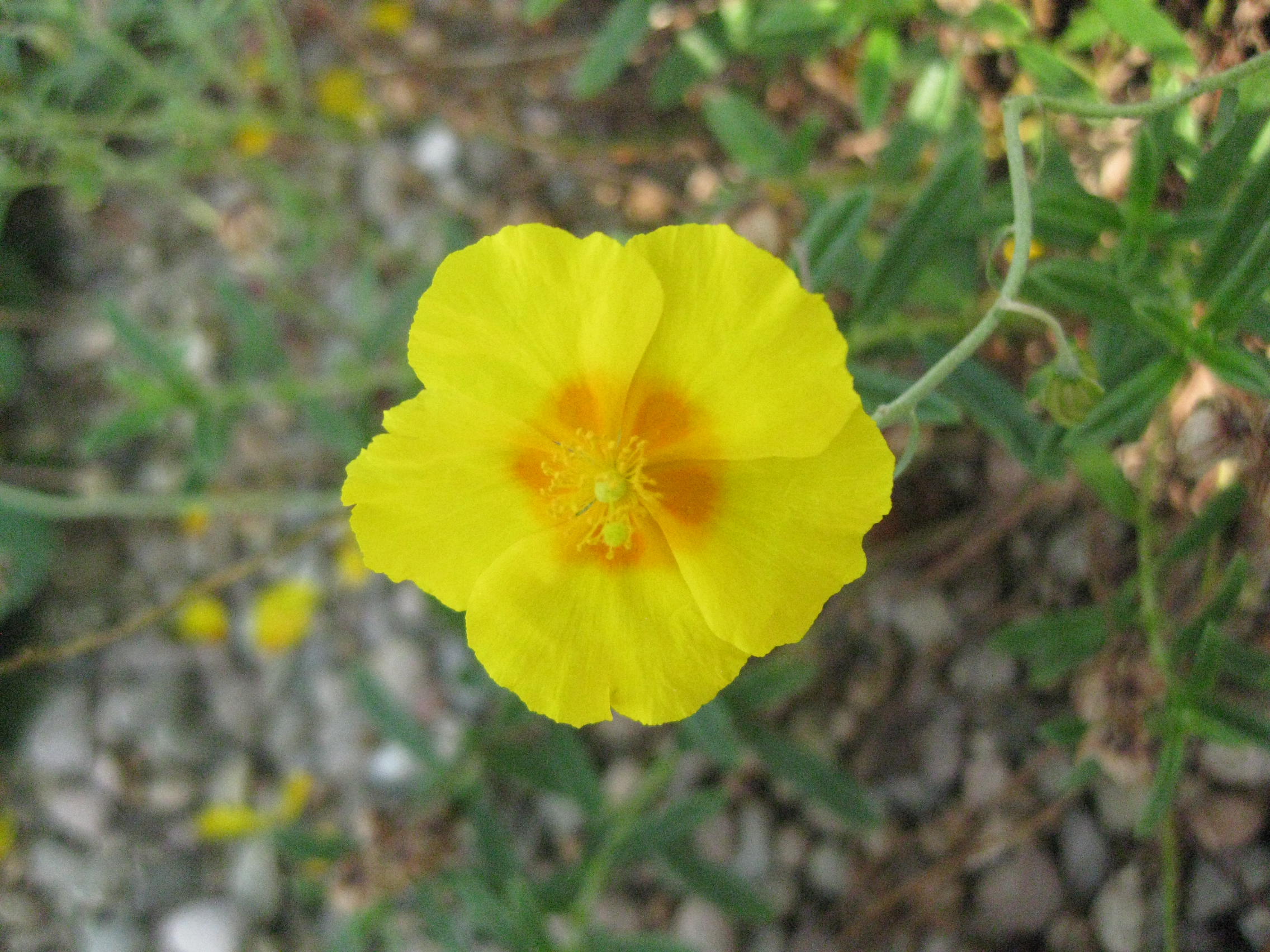 20 x Helianthemum apenninum 'Ben Fhada' Yellow & Orange Hardy Rock Rose Seeds