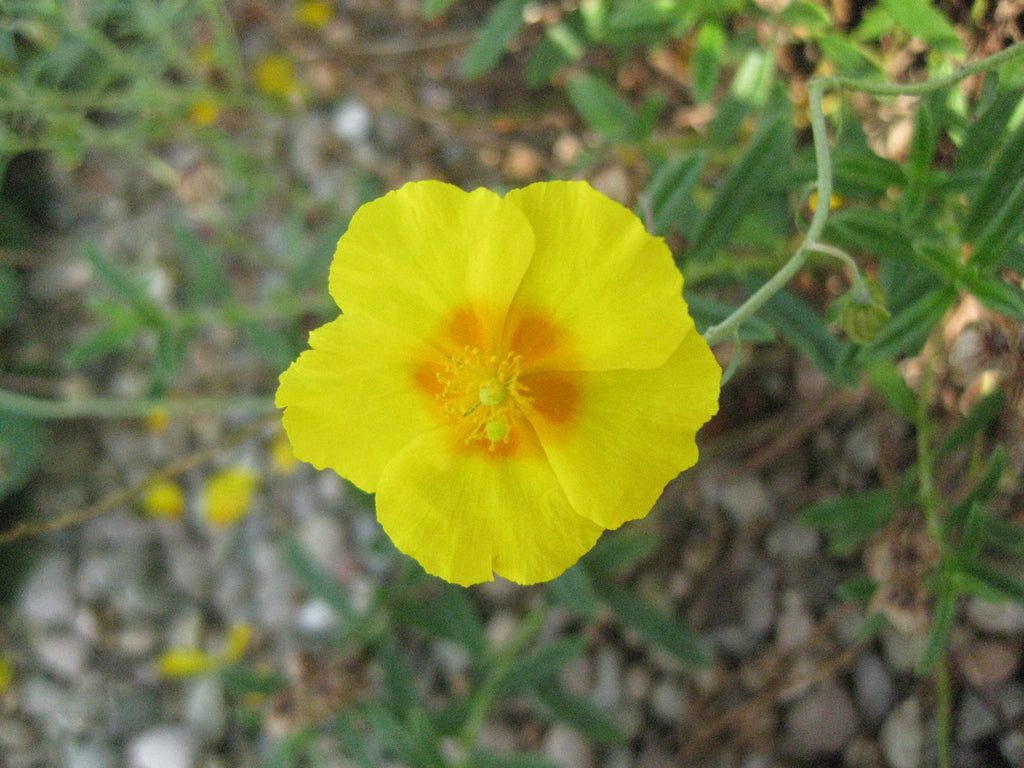 20 x Helianthemum apenninum 'Ben Fhada' Yellow & Orange Hardy Rock Rose Seeds