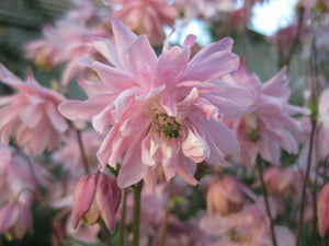 20 x 'Rose Barlow' Aquilegia hardy perennial seeds