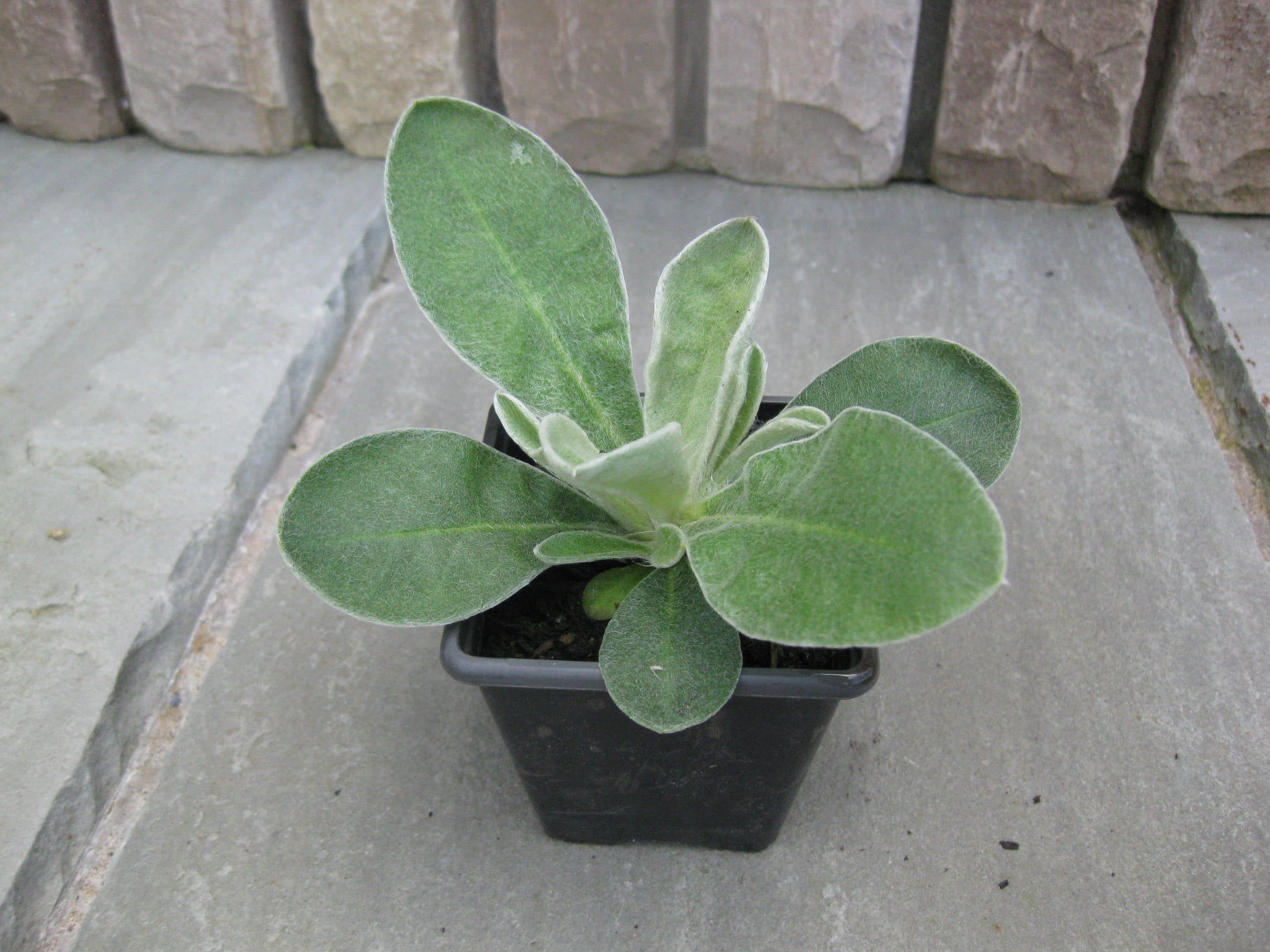 3 x Rose Campion (Lychnis Coronaria) bare root perennial plants