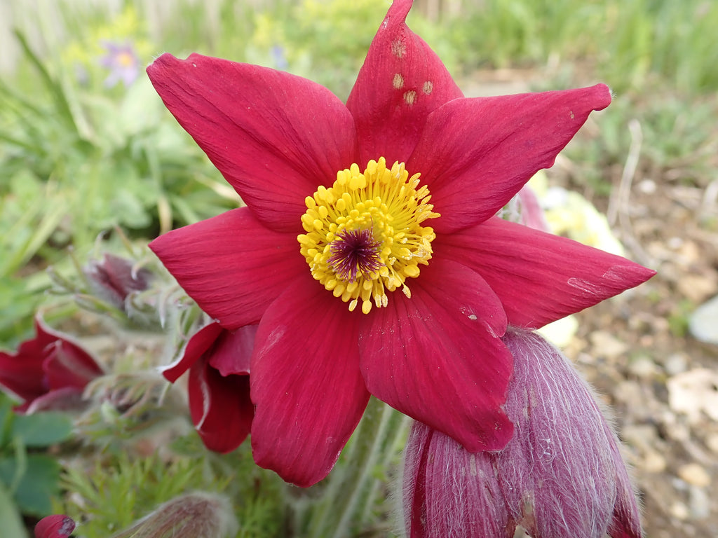 50 x Ruby Dark Red Shade Anemone Pulsatilla Vulgaris seeds Spring Hardy Perennial