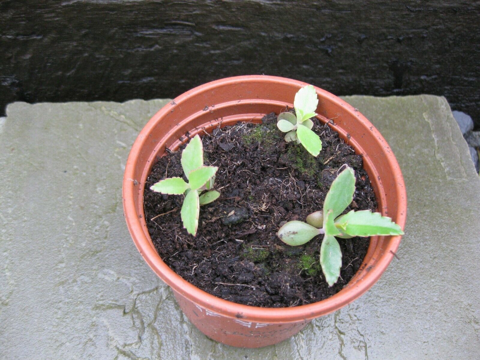 10 x Mexican Hat (Kalanchoe daigremontiana) young rooted plants