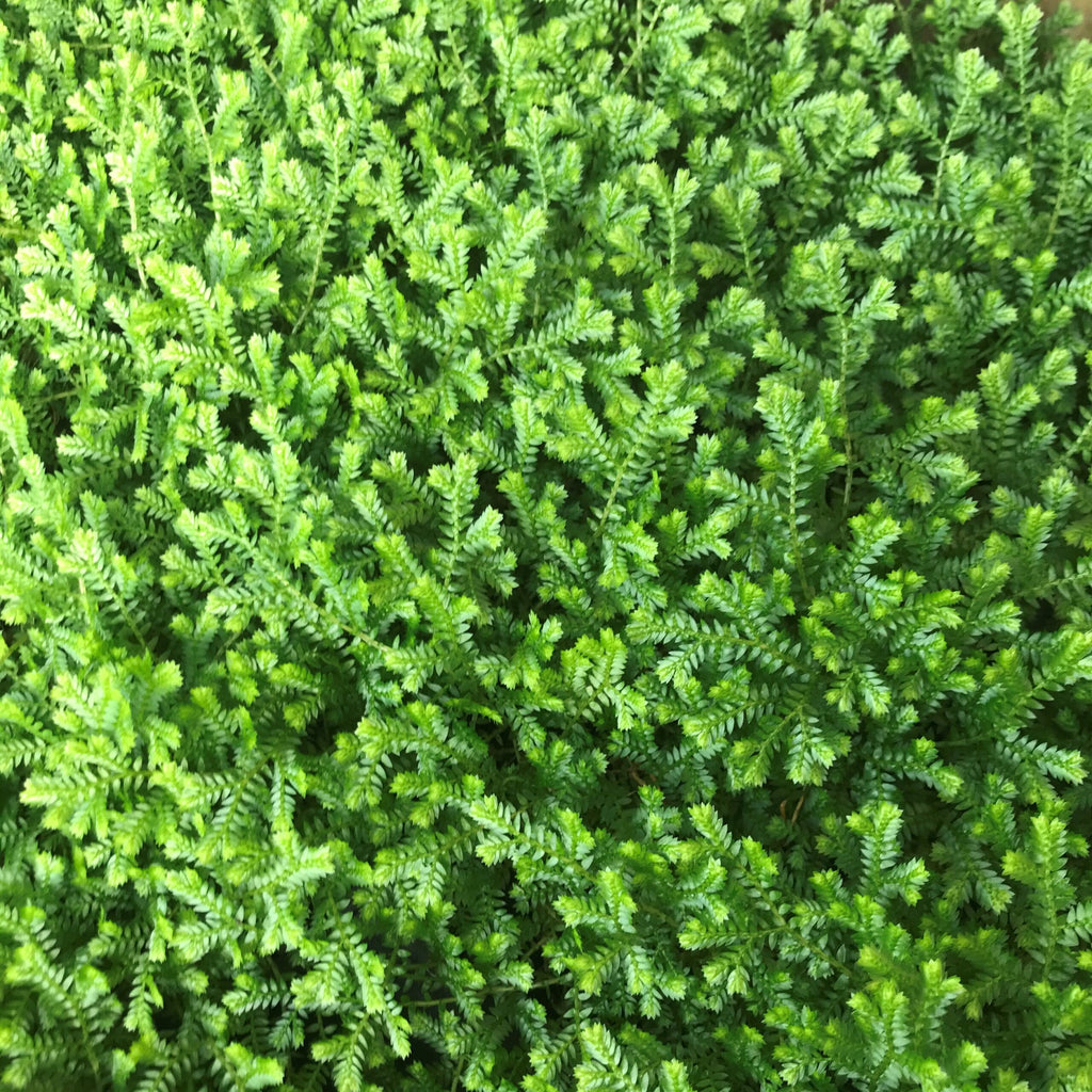 Clubmoss (Selaginella Kraussiana) established potted plant