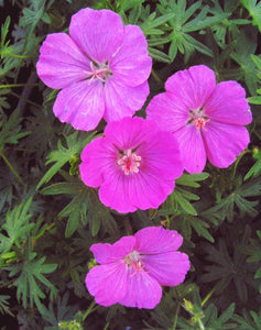 12 x 'Shepherd's Warning' Geranium Sanguineum Hardy Cranesbill seeds