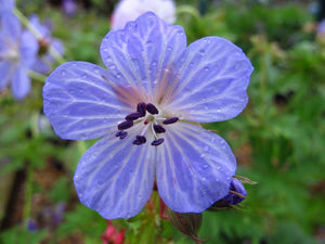 12 x Geranium Pratense 'Silver Queen' Hardy Cranesbill Seeds