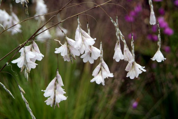 20 x 'Snowbells' Fairy Fishing Rod 'Dierama Pulcherrimum' perennial fl –  Bailey Borders Plants