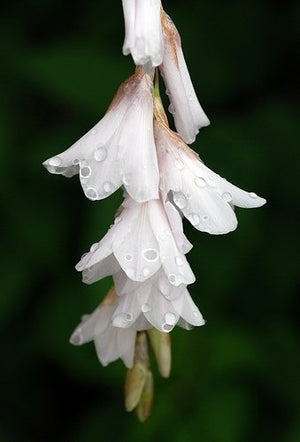 20 x 'Snowbells' Fairy Fishing Rod 'Dierama Pulcherrimum' perennial flower seeds