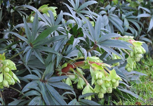 30 x Stinking Hellebore (Helleborus foetidus) hardy native perennial seeds