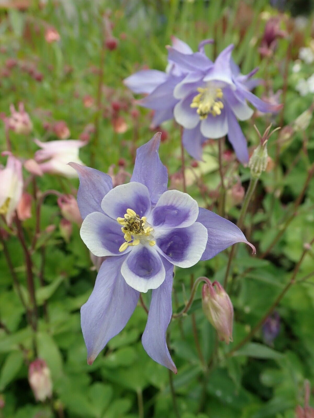 20 x 'Swan Blue and White' Aquilegia Vulgaris seeds