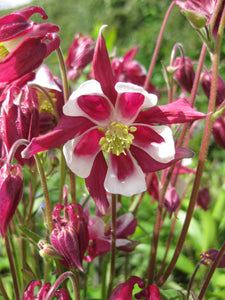 30 x 'Swan Red and White' Aquilegia Vulgaris seeds