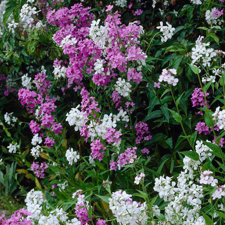 4 x lucky dip Sweet Rocket (Hesperis Matronalis) bare root young plants