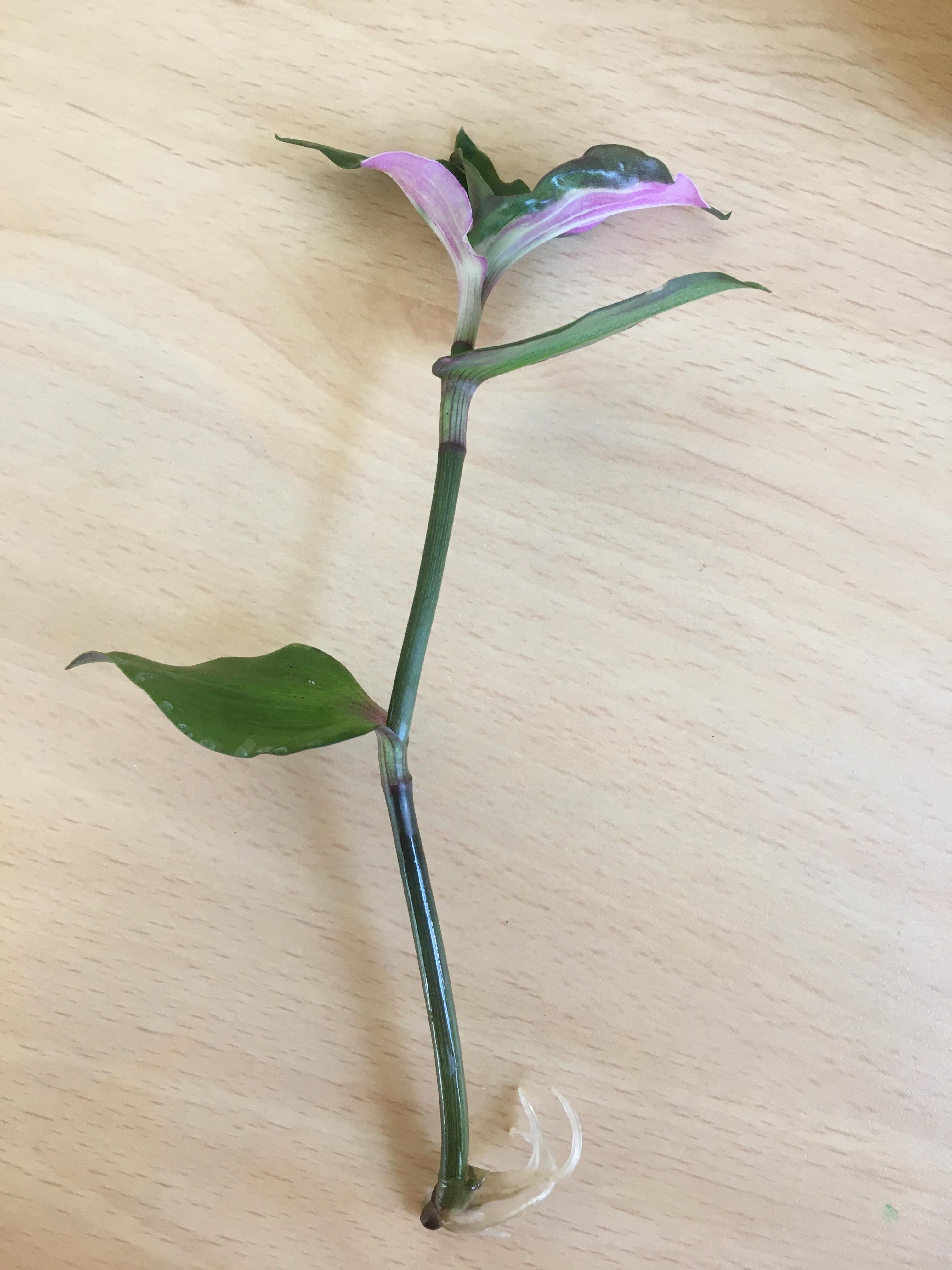 1 x Tradescantia Fluminensis 'Blushing Bride' rooted cutting variegated houseplant