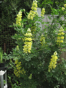 3 x Tree Lupin (Lupinus Arboreus) native yellow evergreen shrub plug plants