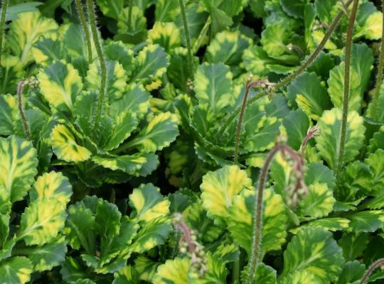 6 x London Pride (Saxifraga Urbium Variegata) Hardy perennial bare root offsets