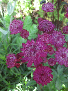 20 x Astrantia Major 'Venice' deep red perennial flower seeds