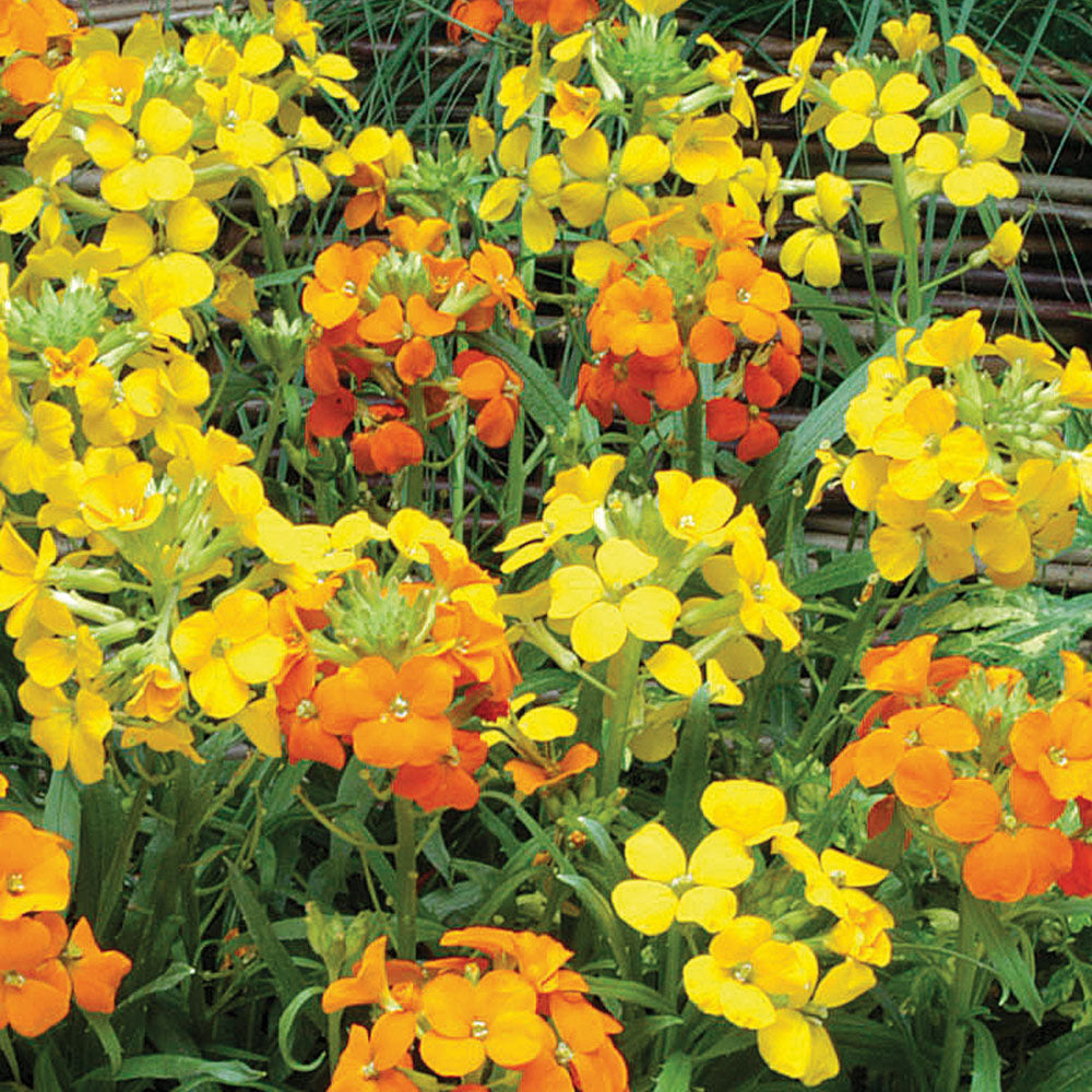 30 x 'Citrona Mixed' Wallflower (Erysimum Cheiranthus) perennial seed