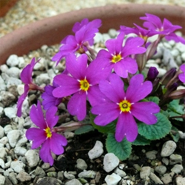 3 x Pretty Purple 'Wanda' Primula established bare root plants