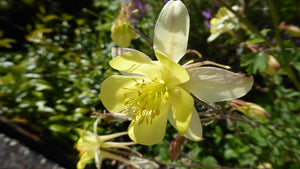 20 x 'Yellow Queen' Aquilegia Chrysantha hardy perennial seeds