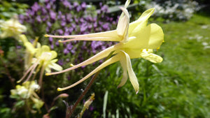 20 x 'Yellow Queen' Aquilegia Chrysantha hardy perennial seeds