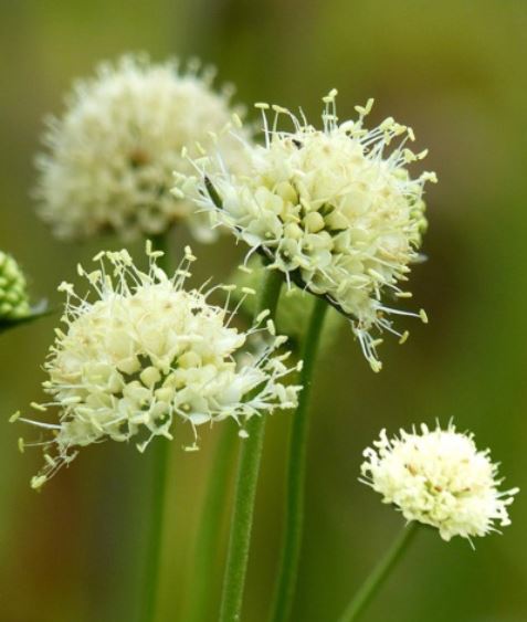 20 x 'Buttermilk' Devil's bit Scabious (Succisa pratensis) hardy perennial seeds