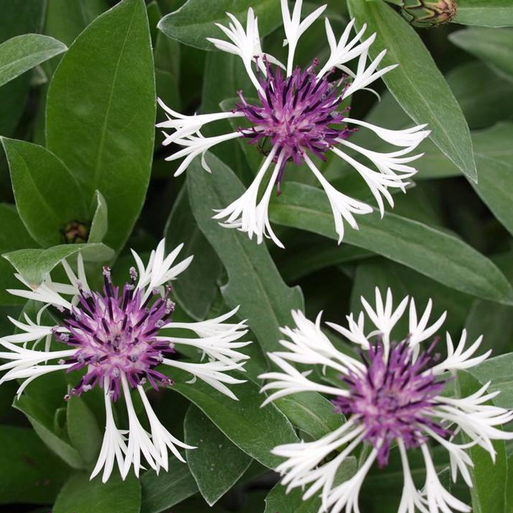 30 x Centaurea Montana 'Amethyst in the Snow' Mountain Cornflower hardy perennial seeds